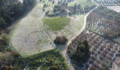 Mersin'de misket büyüklüğünde dolu etkili oldu: Orman ve bahçeler beyaza büründü
