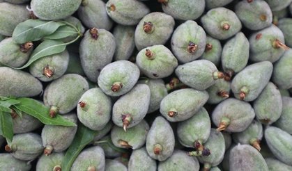 Mersin’de gençler, çağla hasadı yapacak