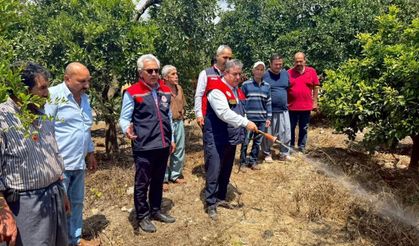 Akdeniz meyve sineğiyle mücadele kesintisiz sürüyor