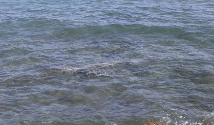 Mersin’de deniz suyunun ısınmasıyla müsilaj görülmeye başladı