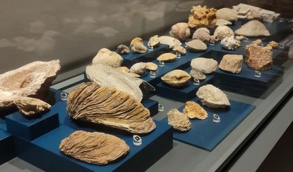 Mersin’de bulunan fosiller, Arkeoloji Müzesi’nde sergileniyor