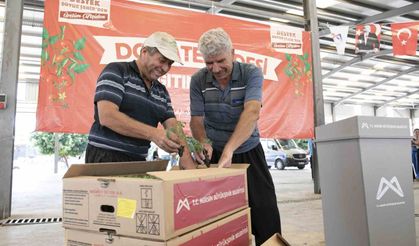 Mersin'de 200 üreticiye yüzde 70 hibeli domates fidesi desteği