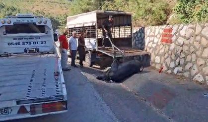 Mersin'de kamyonetten düşen büyükbaş hayvan bayıltılarak götürüldü