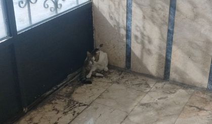 Mersin’de sokak hayvanları sağanak nedeniyle apartman girişlerine sığındı