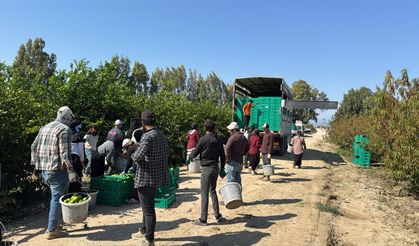 Mersin’de tarım işçilerinin hasat mesaisi başladı: Limonda verimli yıl