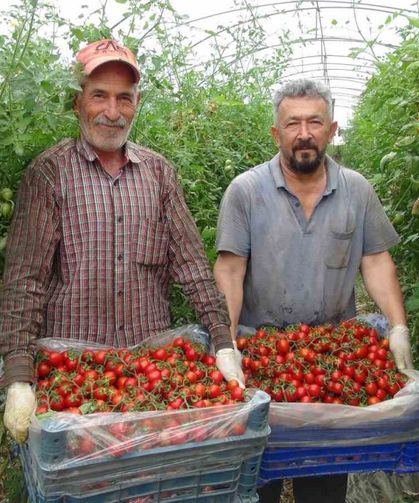 Örtü altı domateste hasatta sona yaklaşıldı
