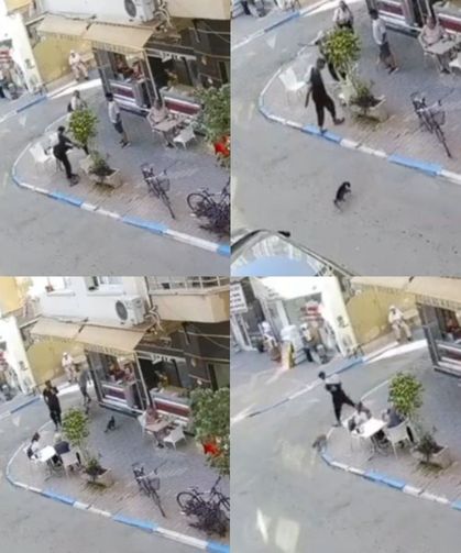 Sokak kedisine tekmeleyip ayağını kırdı: O anlar kamerada