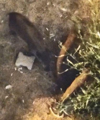 Domuzlar yazlıkların bahçesinde yiyecek aradı