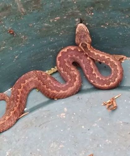 Doğu Karadeniz’de ayılardan sonra yılanlar da kış uykusuna yatmadı