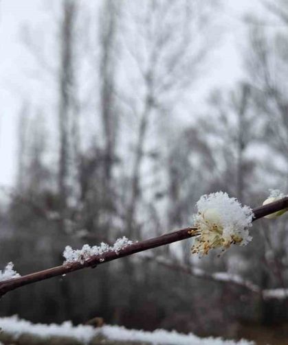 15 gün önce çiçek açan erik ağaçları kar altında kaldı