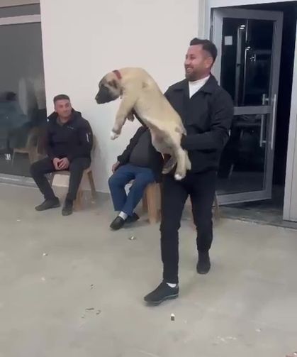 Damadın arkadaşı düğün hediyesi olarak 100 bin liralık köpek hediye etti