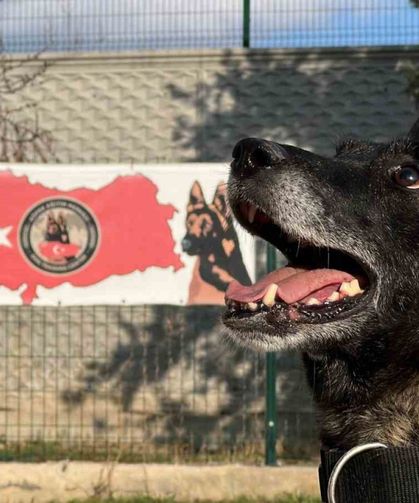 Uyuşturucu tacirlerinin ‘Bulamazlar’ dedikleri zulaları burunları ile patlatıyorlar