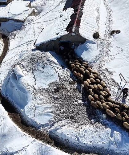 Hakkari'de 1 buçuk metreyi aşan karda çiftçilerin zorlu mesaisi sürüyor
