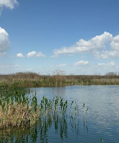 Yağışlar Eber Gölü'ne can suyu oldu, kiraz üreticisinin yüzü güldü