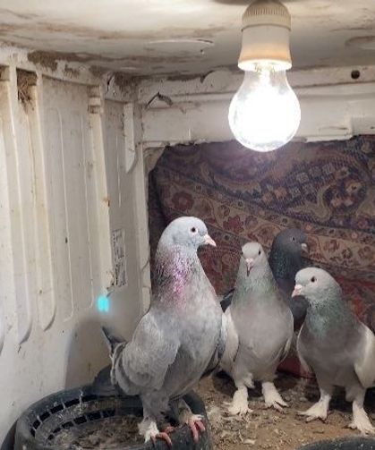 Ağrı'da dondurucu soğuğa rağmen 7 yıldır güvercin yetiştiriyorlar