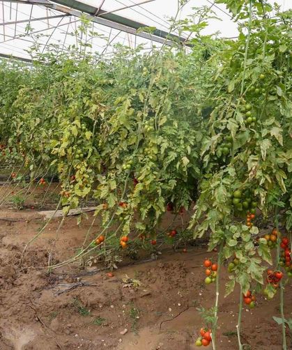 Aksu'da sağanak, sel, hortum ve doludan 23 mahalle, 500 çiftçi zarar gördü