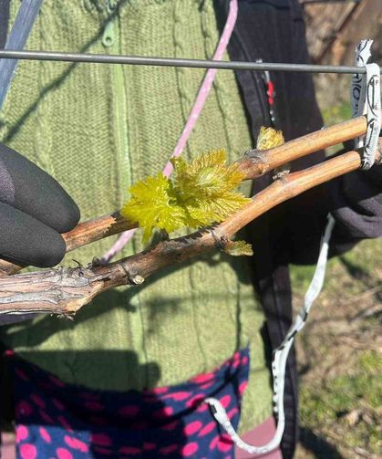 Bağlarda erken uyanış korkutuyor