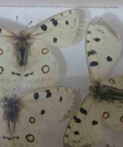 Böcek Müzesi 30 bin örnekle bilime katkı sunuyor, çocukların korkularını yeniyor