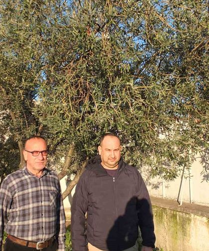 Burhaniye'de yağmurlar zeytincileri sevindirdi