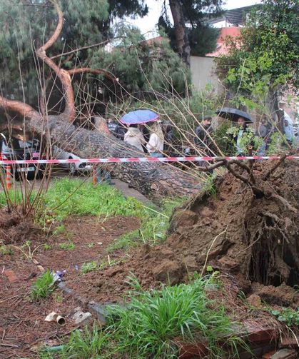 Dev çam ağacı park halindeki araçların üzerine devrildi