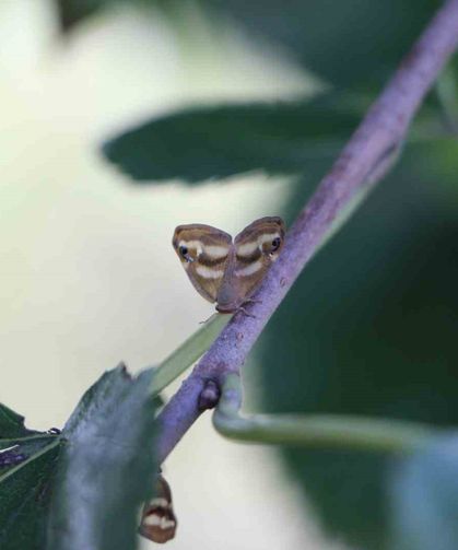 Doğu Karadeniz'de üçlü istilacı tür tarımı tehdit ediyor