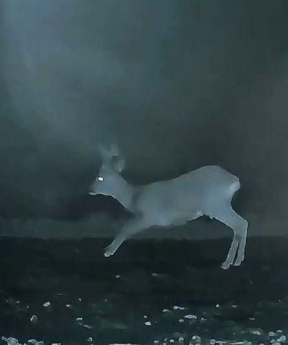 Ganos'ta doğanın neşesi karacalar görüntülendi