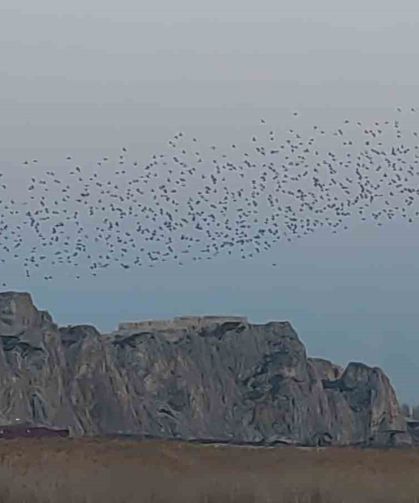 Gökyüzünde dans: Van Kalesi'nde sığırcık şöleni