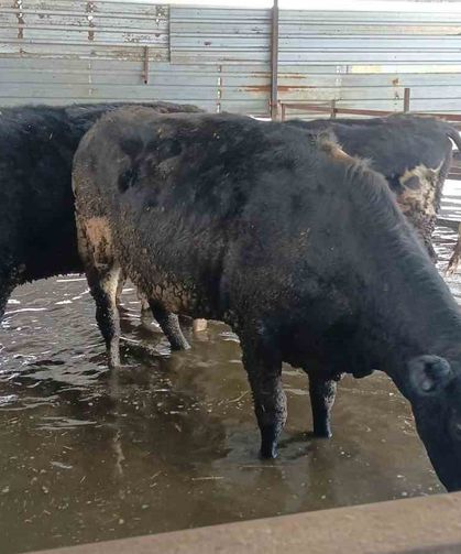 Hayvan damları sular altında kaldı, hayvanlar tahliye ediliyor