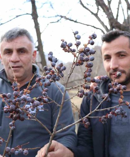 Kara hurmayı Şubat ayında dalından yiyorlar