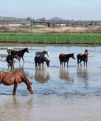 Milyonluk yarış atları da su altında kaldı