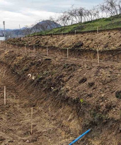 Ordu'da fındıkta verimi arttırmak için yeni teknikler