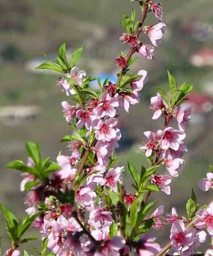Ordu'da yalancı bahar: Meyve ağaçları kışın çiçek açtı