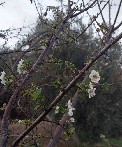 Sarıgöl'de ağaçlar çiçek açtı, dağlar mantar doldu