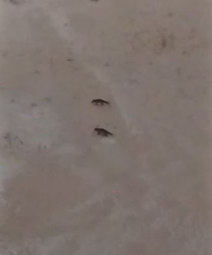 Son yılların en soğuk kışını yaşayan Sivas'ta yabani hayvanlar sık sık yerleşim bölgelerine iniyor