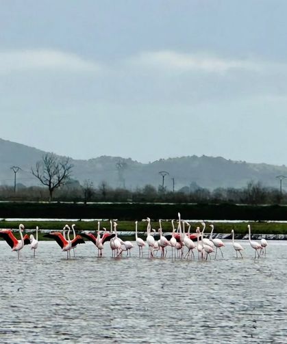 Tarlaları su bastı, flamingolar keyfini sürdü