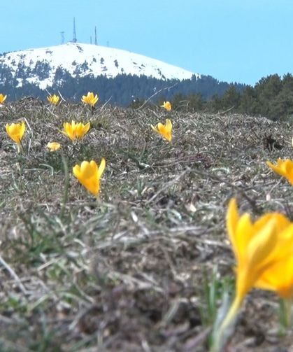 Baharın müjdecisi 'çiğdemler' çiçek açtı