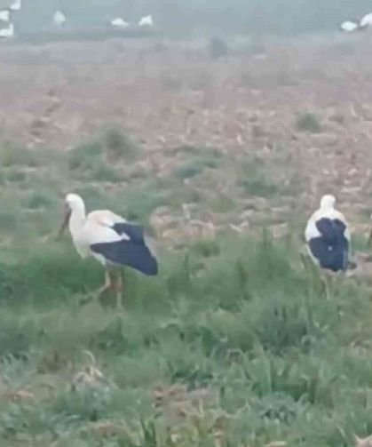 Baharın müjdecisi leylekler: Yüzlercesi aynı anda konakladı