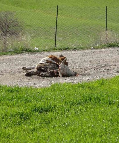 Baraj içerisine ve ulu orta atılan büyükbaş hayvan leşleri pes dedirtti