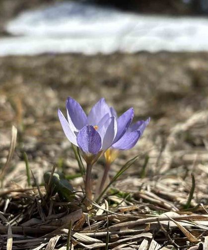 Bolu'da iki mevsim bir arada yaşanıyor: Karlar arasında çiğdemler çiçek açtı