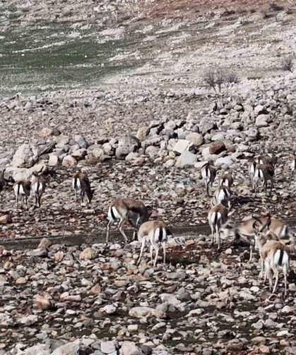 Cudi Dağında ceylan popülasyonu 165'e ulaştı