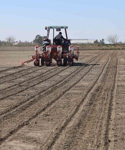 Çukurova'nın bereketli toprakları mısır ve ayçiçeği tohumları ile buluştu
