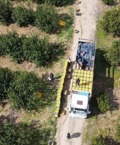 Dikenli limon üreticinin yüzünü güldürdü