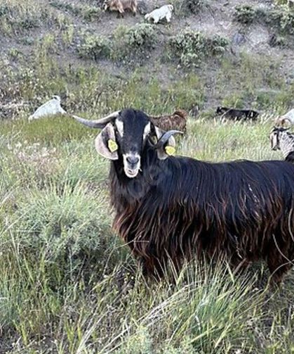 Edirne'de brusella alarmı: Keçiler karantinaya alındı