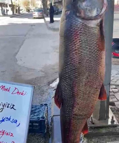 Elazığ'da 97 kilogram turna balığı yakalandı