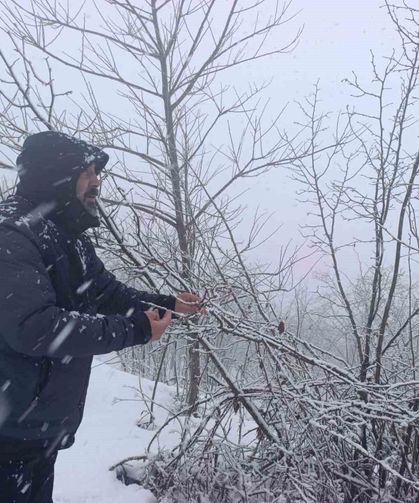 Kar altında kalan fındık bahçeleri, üreticileri tedirgin ediyor