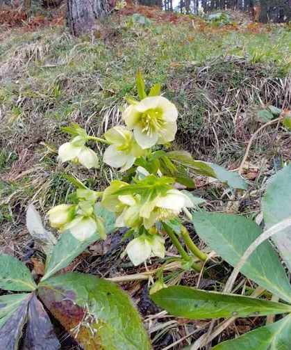 Karlar eridi, dereler coştu: Çiçekler açtı