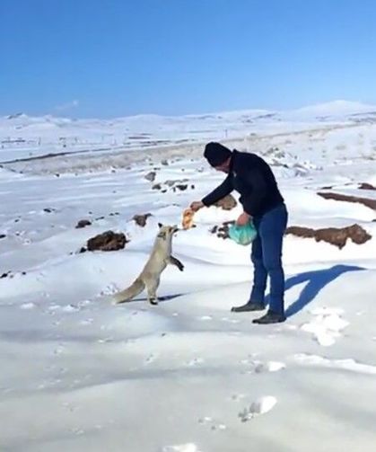 Kışın zor günlerinde tilkiye işçilerden şefkat eli