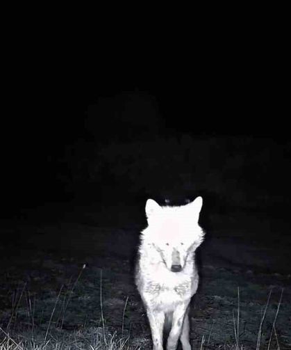 Kurt, çakal, karaca ne ararsan var, yaban kedisi bile var