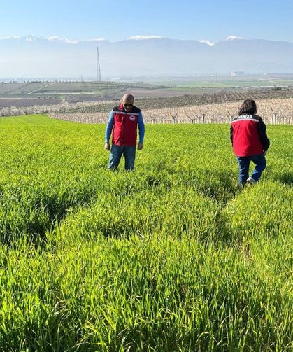 Manisa'da buğday üreticilerine 'Septorya' uyarısı