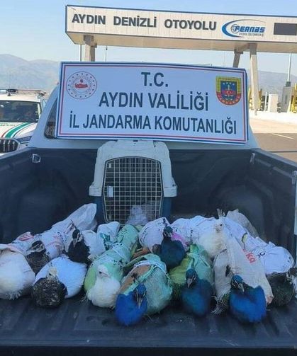 Nazilli'de tavus kuşu operasyonu